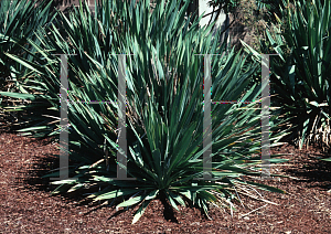 Picture of Yucca filamentosa 