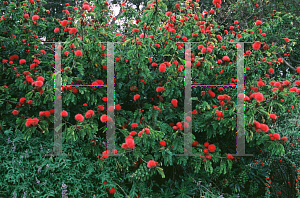 Picture of Calliandra haematocephala 