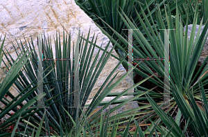 Picture of Yucca filamentosa 