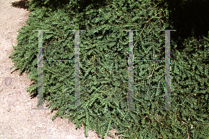 Picture of Taxus baccata 