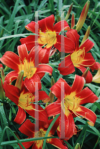 Picture of Hemerocallis fulva 'Frans Hals'