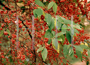 Picture of Lonicera maackii 