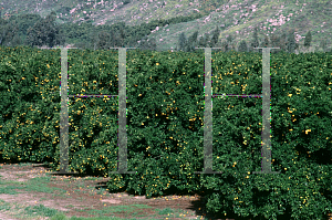 Picture of Citrus sinensis 