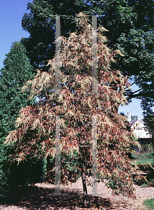 Picture of Oxydendrum arboreum 