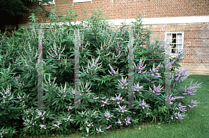 Picture of Vitex agnus-castus 