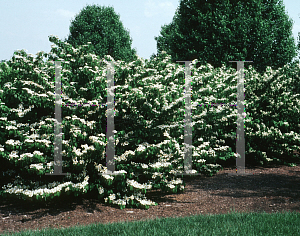 Picture of Viburnum plicatum f. tomentosum 