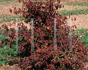 Picture of Viburnum prunifolium 