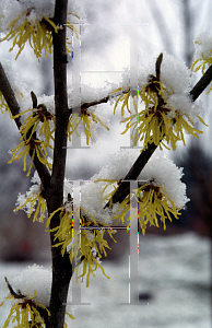 Picture of Hamamelis x intermedia 'Arnold's Promise'