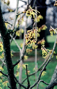 Picture of Hamamelis x intermedia 'Arnold's Promise'