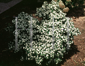 Picture of Pyracantha x 'Navajo'