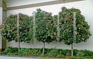 Picture of Photinia serrulata 