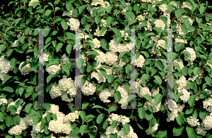 Picture of Viburnum plicatum 'Newport'