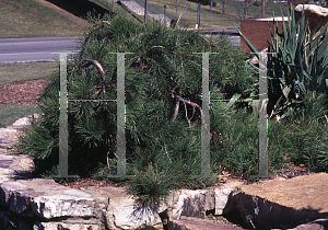 Picture of Pinus densiflora 'Pendula'