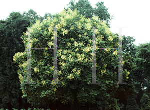 Picture of Sophora japonica 