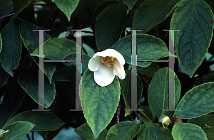 Picture of Stewartia pseudocamellia 