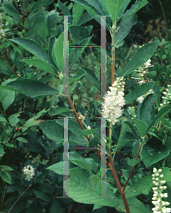 Picture of Clethra alnifolia 
