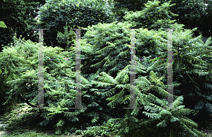 Picture of Rhus typhina 'Lanciniata'