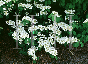 Picture of Viburnum plicatum f. tomentosum 