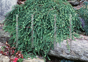 Picture of Tsuga canadensis 'Coles Prostrate'