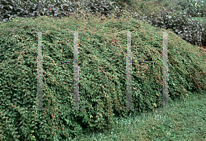 Picture of Stephanandra incisa 'Crispa'