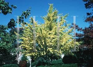 Picture of Ginkgo biloba 