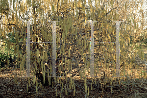 Picture of Corylus avellana 'Contorta'