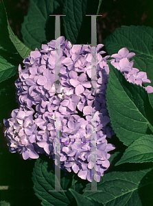 Picture of Hydrangea macrophylla 'Nikko Blue'