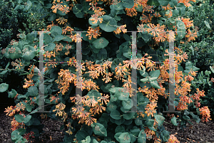 Picture of Lonicera sempervirens 