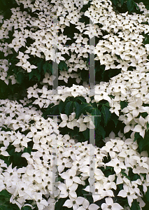 Picture of Cornus kousa 