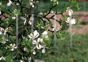 Picture of Poncirus trifoliata 