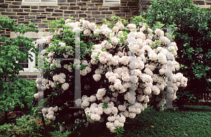 Picture of Kalmia latifolia 