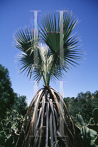 Picture of Washingtonia filifera 