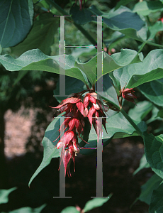 Picture of Leycesteria formosa 