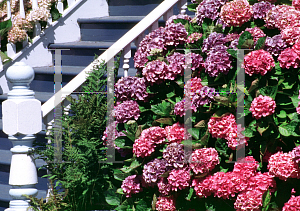 Picture of Hydrangea macrophylla 