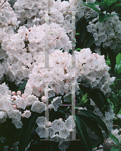 Picture of Kalmia latifolia 