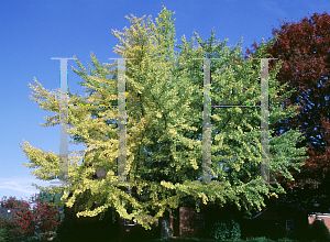 Picture of Ginkgo biloba 