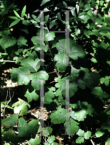 Picture of Toxicodendron diversilobum 