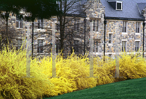 Picture of Forsythia x intermedia 