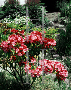 Picture of Kalmia latifolia 'Ostbo Red'