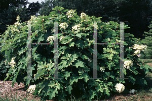 Picture of Hydrangea quercifolia 