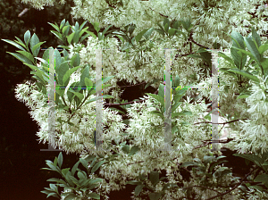 Picture of Chionanthus virginicus 