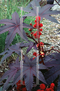 Picture of Ricinus communis 'Carmencita'