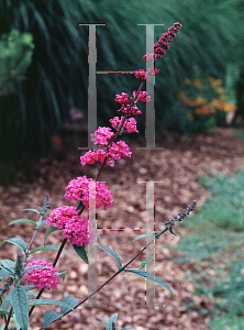 Picture of Buddleia davidii 'Petite Plum'