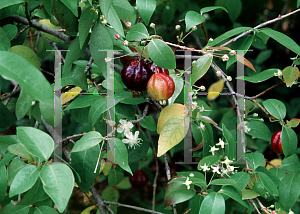 Picture of Eugenia uniflora 