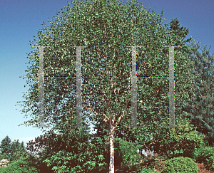 Picture of Betula utilis var. jacquemontii 