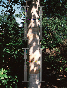 Picture of Betula utilis var. jacquemontii 