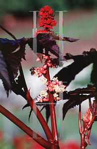 Picture of Ricinus communis 'Carmencita'