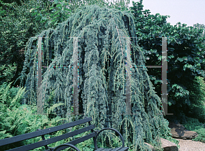 Picture of Cedrus libani ssp. atlantica 'Glauca Pendula'