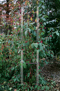 Picture of Callicarpa dichotoma 