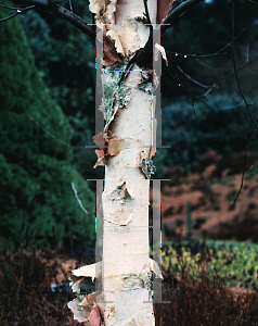 Picture of Betula nigra 'Cully (Heritage)'